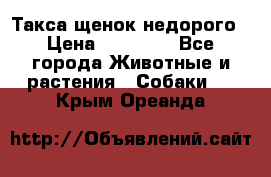 Такса щенок недорого › Цена ­ 15 000 - Все города Животные и растения » Собаки   . Крым,Ореанда